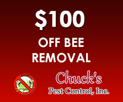 $100 Off Bee Removal