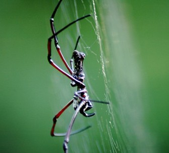 Spider in Queens, NY