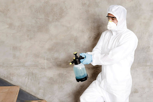 Termite Control in Queens NY