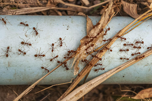 Ant Pest Control in Queens NY