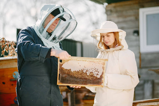 Bee Removal in Queens NY