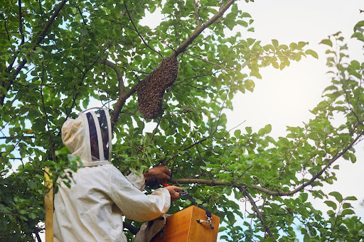 Bee Removal in Queens NY