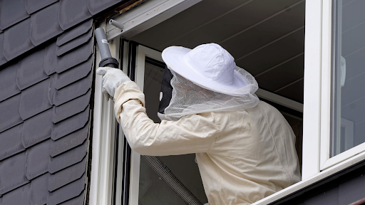 Wasp Removal in Queens, NY 