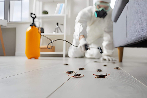 Cockroach Pest Control in Queens, NY 