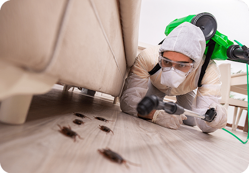 Cockroach Pest Control in Queens, NY 